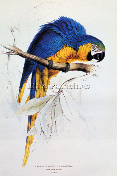 EDWARD LEAR BLUE AND YELLOW MACAW ARTIST PAINTING REPRODUCTION HANDMADE OIL DECO