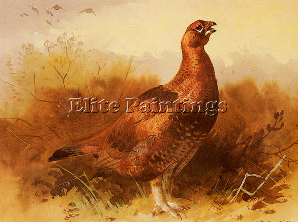 ARCHIBALD THORBURN COCK GROUSE ARTIST PAINTING REPRODUCTION HANDMADE OIL CANVAS