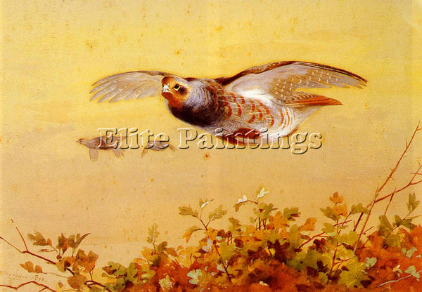ARCHIBALD THORBURN ENGLISH PARTRIDGE IN FLIGHT ARTIST PAINTING REPRODUCTION OIL