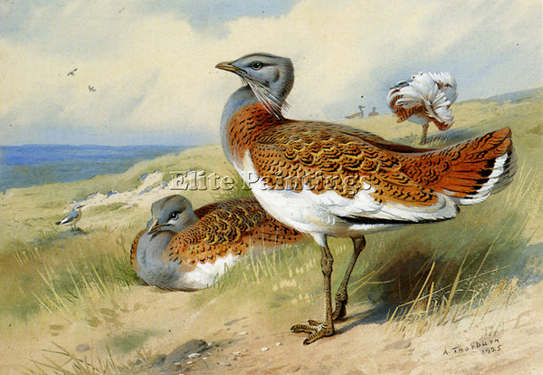 ARCHIBALD THORBURN GREAT BUSTARDS ARTIST PAINTING REPRODUCTION HANDMADE OIL DECO