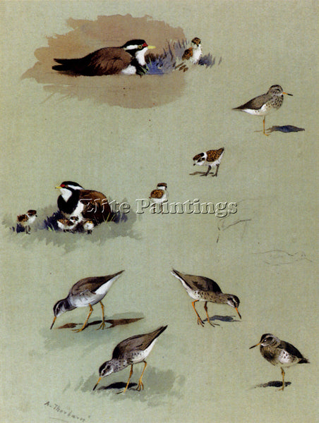 ARCHIBALD THORBURN STUDY SANDPIPERS CREAM COLOURED COURSERS OTHER BIRDS PAINTING