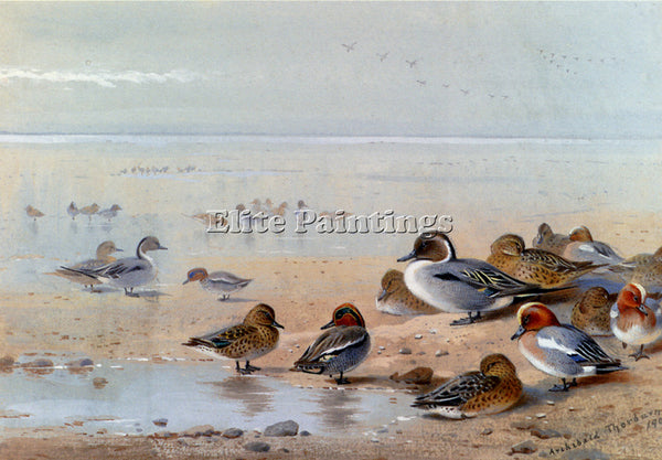 ARCHIBALD THORBURN PINTAIL TEAL AND WIGEON ON THE SEASHORE ARTIST PAINTING REPRO