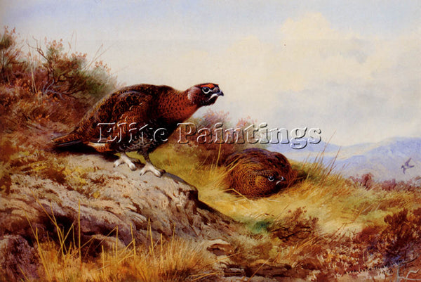 ARCHIBALD THORBURN RED GROUSE ON THE MOOR ARTIST PAINTING REPRODUCTION HANDMADE