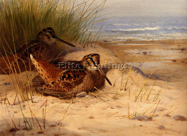 ARCHIBALD THORBURN WOODCOCK NESTING ON A BEACH ARTIST PAINTING REPRODUCTION OIL
